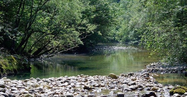 Kostenloser Download Slowenien Bachbüsche - kostenloses Foto oder Bild zur Bearbeitung mit GIMP Online-Bildbearbeitung