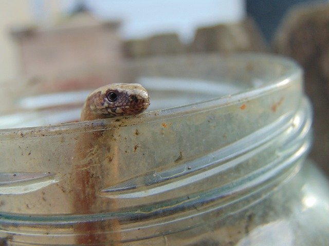 Free download Slow Worm Jar Close-Up -  free photo or picture to be edited with GIMP online image editor