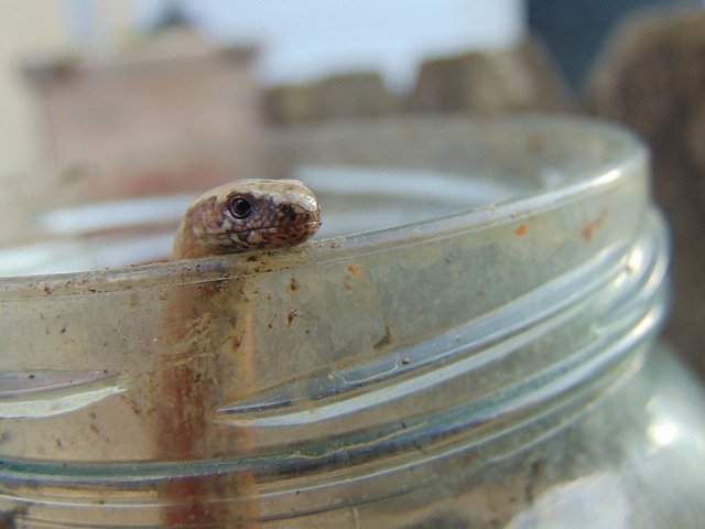 Unduh gratis Slow Worm Jar Close-Up - foto atau gambar gratis untuk diedit dengan editor gambar online GIMP