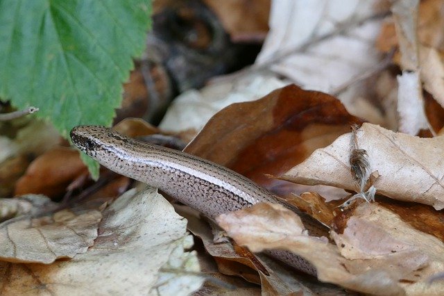 Free download Slow Worm Lizard Reptile -  free photo or picture to be edited with GIMP online image editor