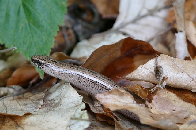 ດາວ​ໂຫຼດ​ຟຣີ Slow Worm Lizard Reptile - ຮູບ​ພາບ​ຟຣີ​ຫຼື​ຮູບ​ພາບ​ທີ່​ຈະ​ໄດ້​ຮັບ​ການ​ແກ້​ໄຂ​ກັບ GIMP ອອນ​ໄລ​ນ​໌​ບັນ​ນາ​ທິ​ການ​ຮູບ​ພາບ