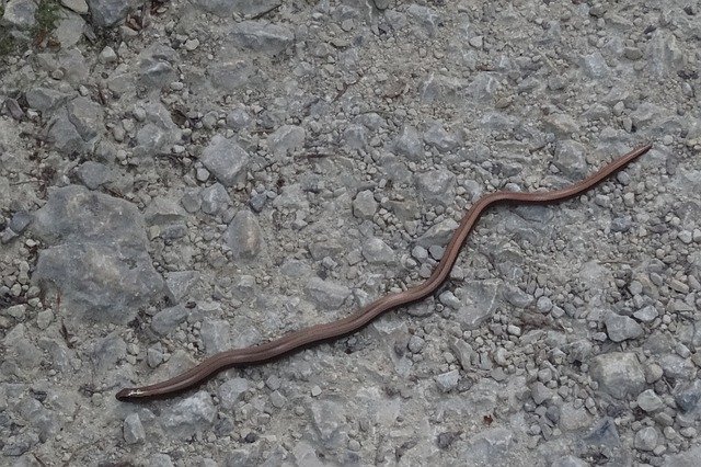 സൗജന്യ ഡൗൺലോഡ് Slow Worm Snake Stone - GIMP ഓൺലൈൻ ഇമേജ് എഡിറ്റർ ഉപയോഗിച്ച് എഡിറ്റ് ചെയ്യേണ്ട സൗജന്യ ഫോട്ടോയോ ചിത്രമോ