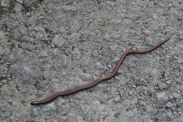 Muat turun percuma Slow Worm Snake Stone - foto atau gambar percuma untuk diedit dengan editor imej dalam talian GIMP