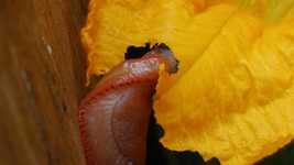 Free download Slug Garden Pest -  free video to be edited with OpenShot online video editor