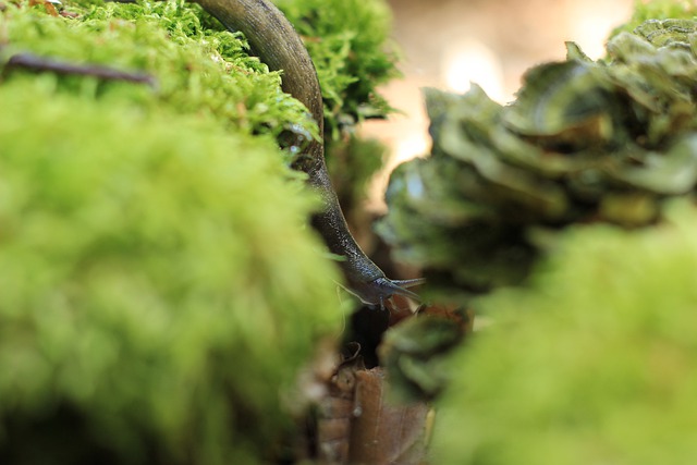 Free download slug gastropod moss animal mollusc free picture to be edited with GIMP free online image editor