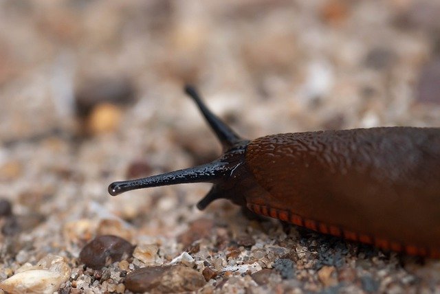 Free download slug roundback slug large red slug free picture to be edited with GIMP free online image editor