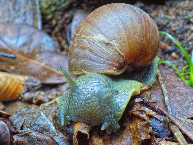 Unduh gratis Slug Snail Animal - foto atau gambar gratis untuk diedit dengan editor gambar online GIMP