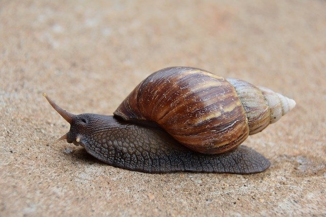 Muat turun percuma Slug Snail Mollusk - foto atau gambar percuma untuk diedit dengan editor imej dalam talian GIMP