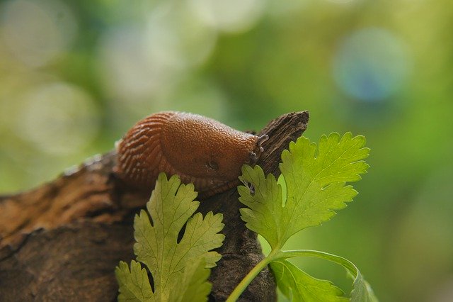 Free download Slug Snail Nature Green -  free photo or picture to be edited with GIMP online image editor