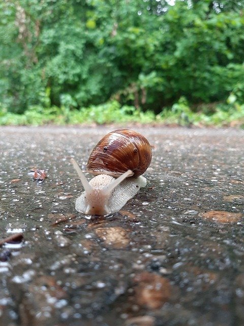 Bezpłatne pobieranie Slug Wet Snail - bezpłatne zdjęcie lub obraz do edycji za pomocą internetowego edytora obrazów GIMP