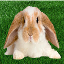 Smack Da Rat Not Da Rabbit Full Screen 2025  screen for extension Chrome web store in OffiDocs Chromium