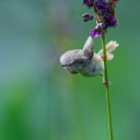 Small birds and flower branches  screen for extension Chrome web store in OffiDocs Chromium