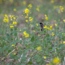 small birds and flowers  screen for extension Chrome web store in OffiDocs Chromium