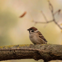 SMALL BIRD THEME  screen for extension Chrome web store in OffiDocs Chromium