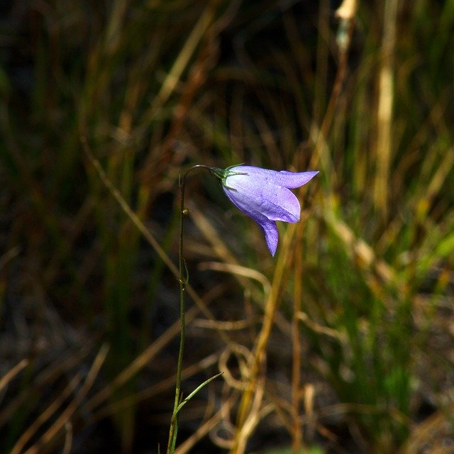 Free download Small Blue Bell Wildflower Flower -  free photo or picture to be edited with GIMP online image editor