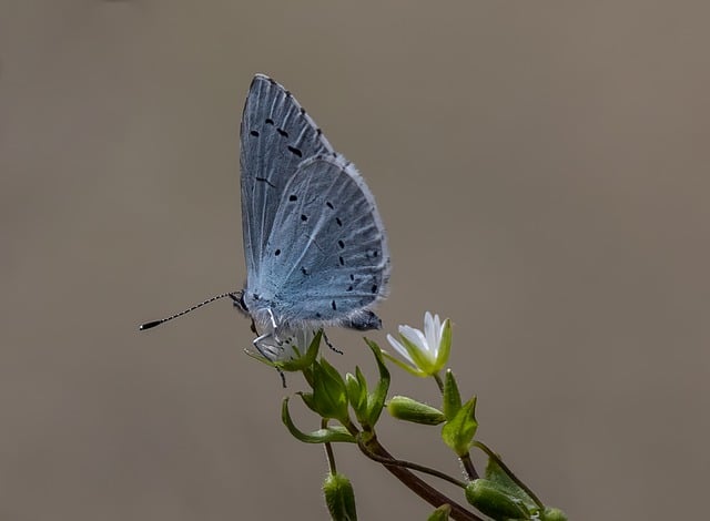 Free download small blue butterfly butterfly free picture to be edited with GIMP free online image editor