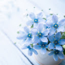 Small Blue Five Petal Flower Theme: A Serene and Elegant Design  screen for extension Chrome web store in OffiDocs Chromium