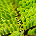 Small branches and leaves  screen for extension Chrome web store in OffiDocs Chromium