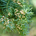 Small bunch of pine cones  screen for extension Chrome web store in OffiDocs Chromium Small bunch of pine cones  screen for extension Chrome web store in OffiDocs Chromium