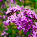 Small bunch of purple flowers  screen for extension Chrome web store in OffiDocs Chromium