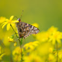 Small butterflies and yellow flowers  screen for extension Chrome web store in OffiDocs Chromium