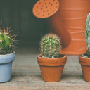 Small Cactus Pots  screen for extension Chrome web store in OffiDocs Chromium