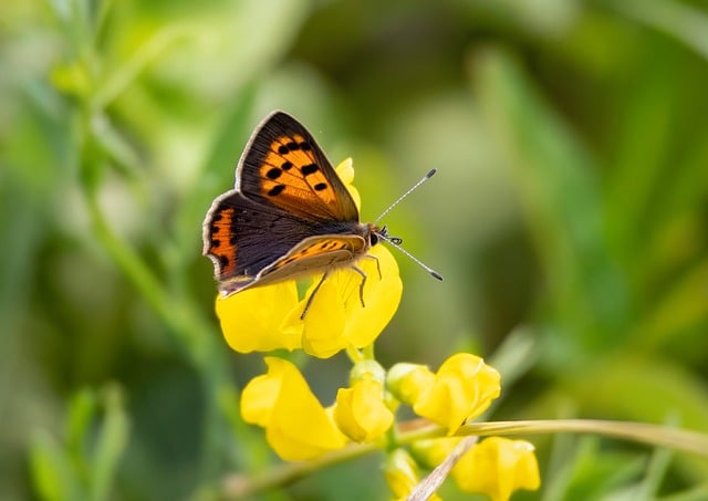 Free download small copper butterfly nature free picture to be edited with GIMP free online image editor