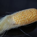 Small ears of corn  screen for extension Chrome web store in OffiDocs Chromium