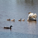 Small flock of swans  screen for extension Chrome web store in OffiDocs Chromium
