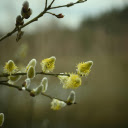 Small flower branch  screen for extension Chrome web store in OffiDocs Chromium