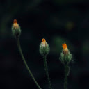 Small flower buds  screen for extension Chrome web store in OffiDocs Chromium