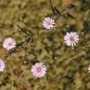 Small flowers  screen for extension Chrome web store in OffiDocs Chromium