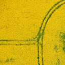 Small forest  screen for extension Chrome web store in OffiDocs Chromium