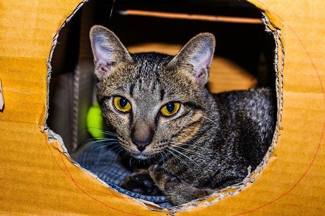 Free download Small Fur Young -  free photo or picture to be edited with GIMP online image editor