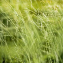 Small Grass Flower  screen for extension Chrome web store in OffiDocs Chromium