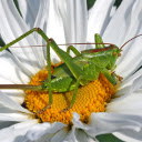 Small grasshopper and flower  screen for extension Chrome web store in OffiDocs Chromium