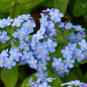 Small Green Flower Branch  screen for extension Chrome web store in OffiDocs Chromium