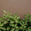 Small Green Tree  screen for extension Chrome web store in OffiDocs Chromium