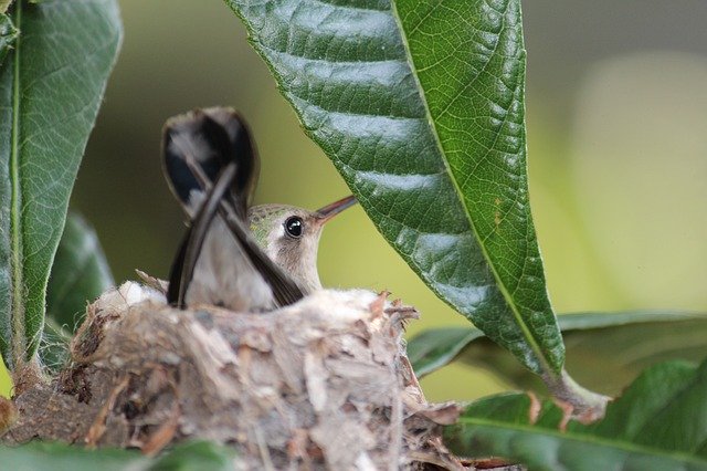 Descărcare gratuită Small Hummingbird Nature Nest - fotografie sau imagini gratuite pentru a fi editate cu editorul de imagini online GIMP