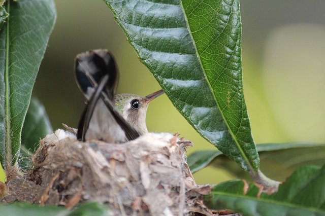 Kostenloser Download Kleines Kolibri-Naturnest - kostenloses kostenloses Foto oder Bild zur Bearbeitung mit dem GIMP-Online-Bildbearbeitungsprogramm