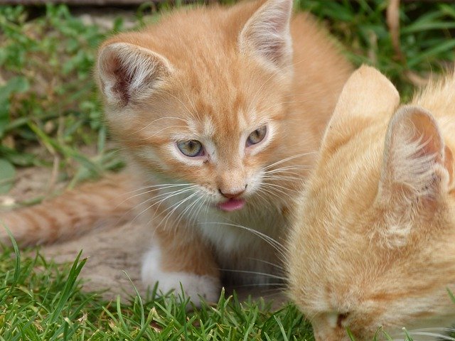 Free picture Small Kitten Cat -  to be edited by GIMP free image editor by OffiDocs