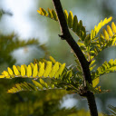 Small Leaves  screen for extension Chrome web store in OffiDocs Chromium