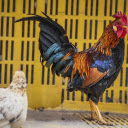 Small legged domestic chicken breed  screen for extension Chrome web store in OffiDocs Chromium