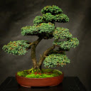 Small multi canopy tree  screen for extension Chrome web store in OffiDocs Chromium