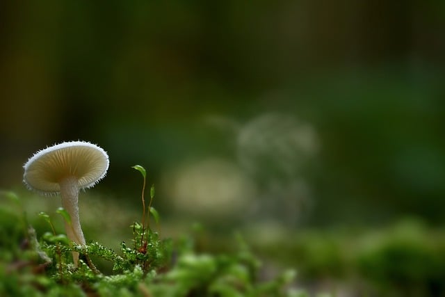 Free download small mushroom disc fungus moss free picture to be edited with GIMP free online image editor