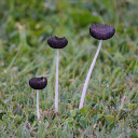 Small mushrooms  screen for extension Chrome web store in OffiDocs Chromium