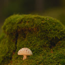 Small mushrooms and moss  screen for extension Chrome web store in OffiDocs Chromium