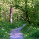 Small path into the green forest  screen for extension Chrome web store in OffiDocs Chromium