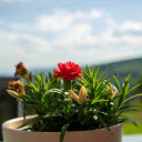 Small pot and flowers  screen for extension Chrome web store in OffiDocs Chromium