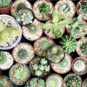 small pots of cacti  screen for extension Chrome web store in OffiDocs Chromium